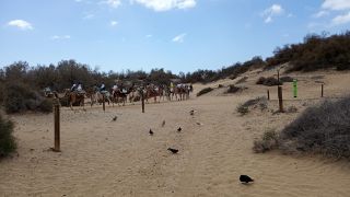 GC-Camello Safari (Maspalomas)-39.jpg